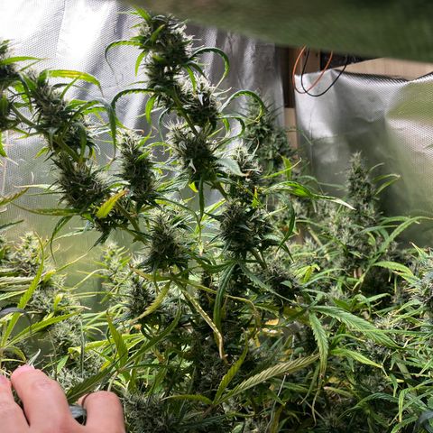 Cheese xxl dx growlog timeline photo