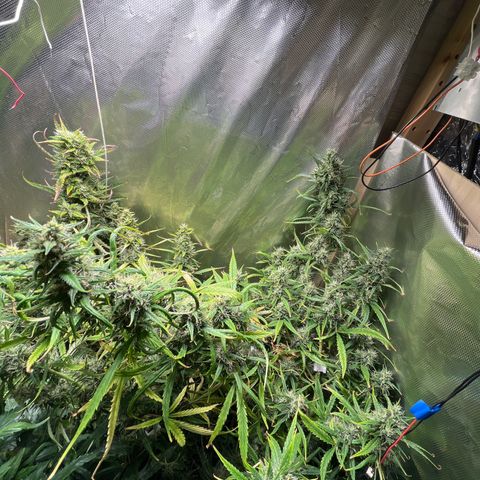 Cheese xxl dx growlog timeline photo