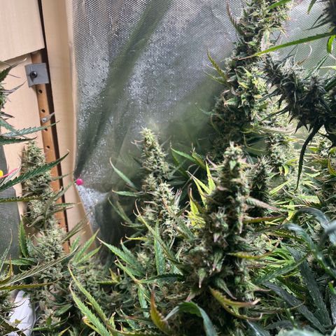 Cheese XXL SX growlog timeline photo