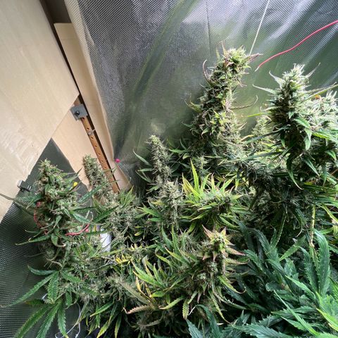 Cheese XXL SX growlog timeline photo