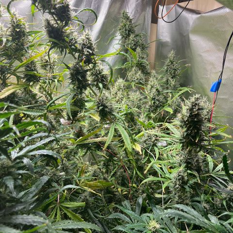 Cheese xxl dx growlog timeline photo