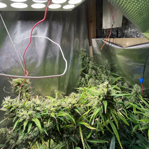 Cheese xxl dx growlog timeline photo