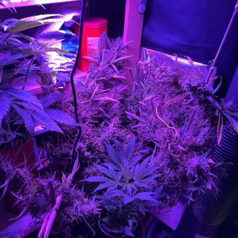 Cheese XXL SX growlog timeline photo