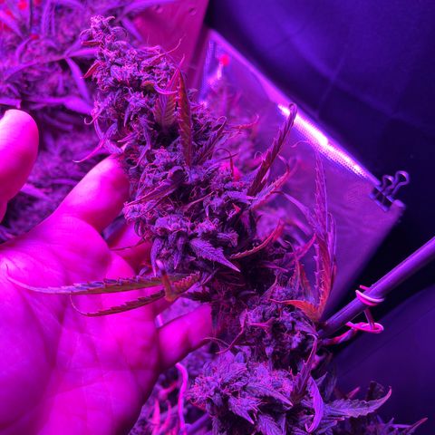 Cheese XXL SX growlog timeline photo