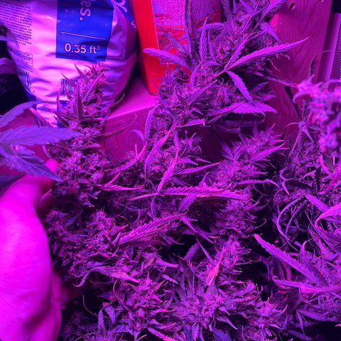 Cheese XXL SX growlog timeline photo