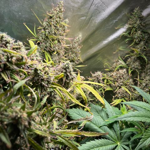 Cheese xxl dx growlog timeline photo