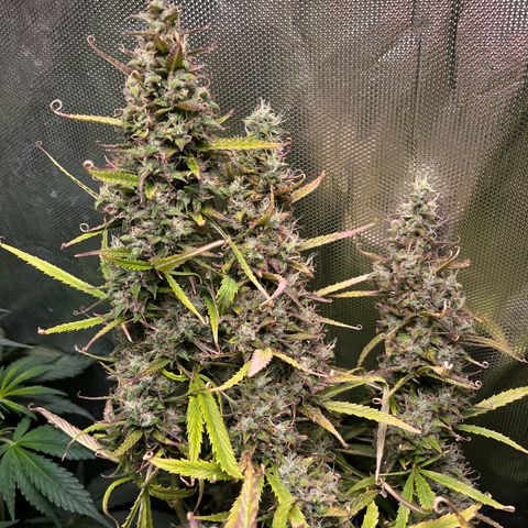 Cheese xxl dx growlog timeline photo