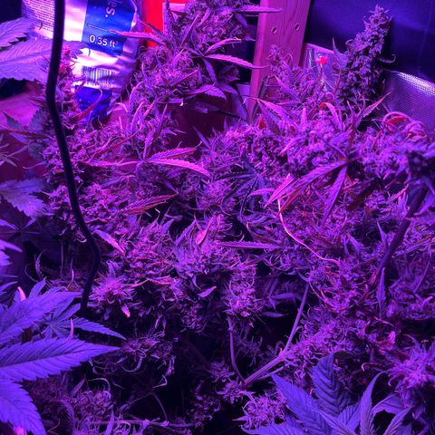 Cheese XXL SX growlog timeline photo