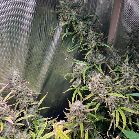 Cheese xxl dx growlog timeline photo