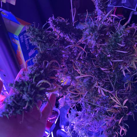 Cheese xxl dx growlog timeline photo