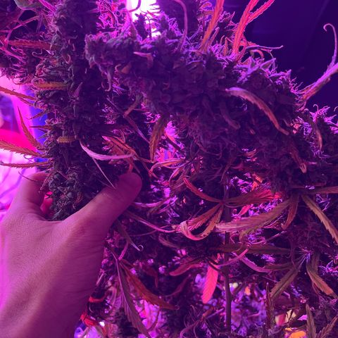 Cheese xxl dx growlog timeline photo