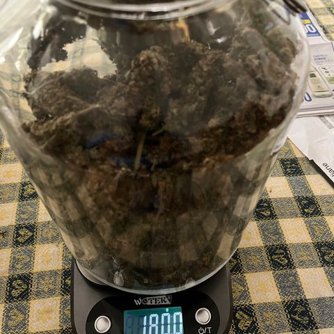 Cheese XXL SX growlog timeline photo