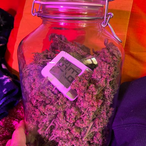 Cheese XXL SX growlog timeline photo