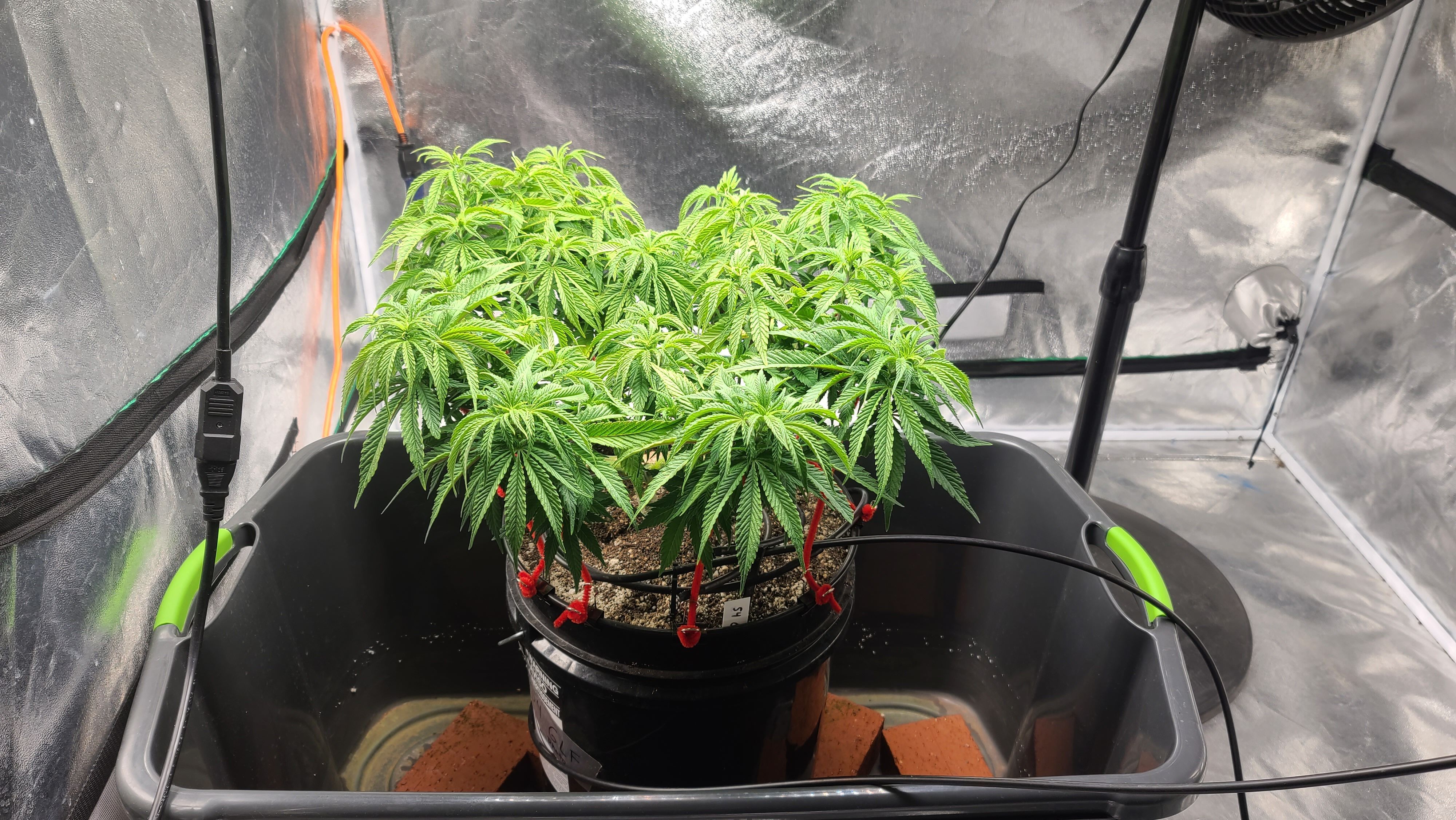 54 growlog header