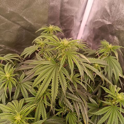 Grow 1 #1 growlog photo: BT 2 