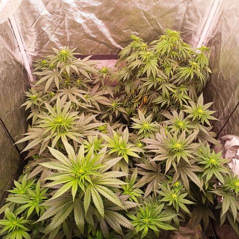 Grow 1 #1 growlog photo: BT 2 