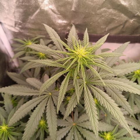 Grow 1 #1 growlog photo: BT 2 