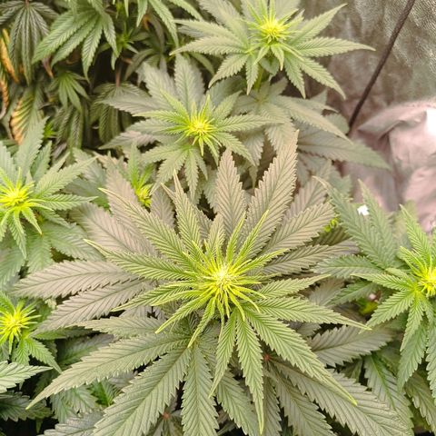 Grow 1 #1 growlog photo: BT 2 