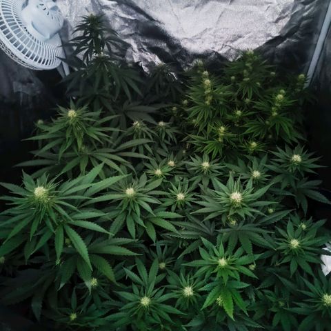 Grow 1 #1 growlog timeline photo