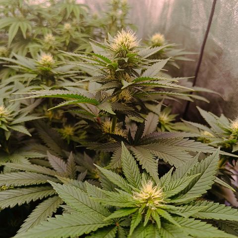 Grow 1 #1 growlog timeline photo