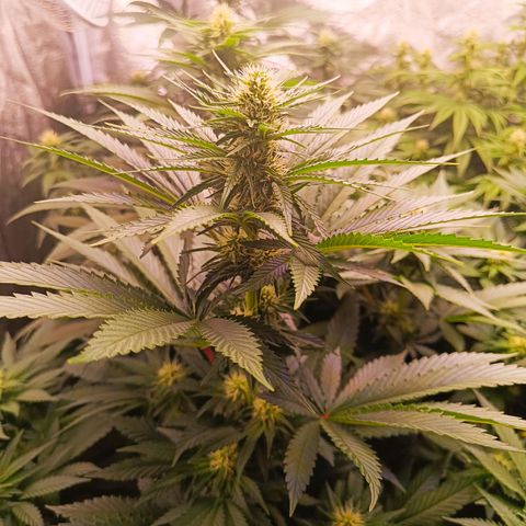 Grow 1 #1 growlog timeline photo