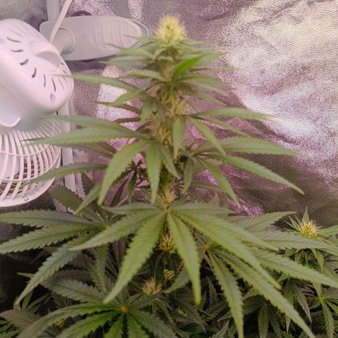 Grow 1 #1 growlog timeline photo