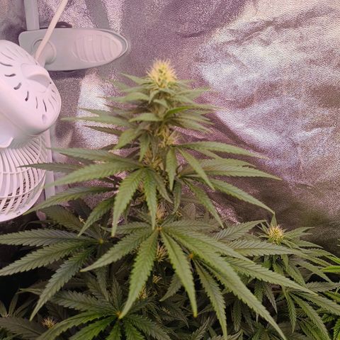 Grow 1 #1 growlog timeline photo