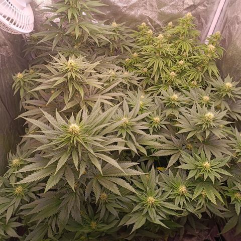 Grow 1 #1 growlog timeline photo