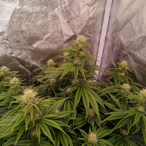 Grow 1 #1 growlog timeline photo