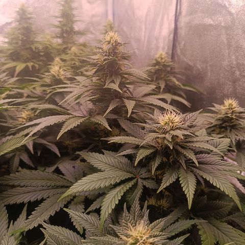 Grow 1 #1 growlog timeline photo