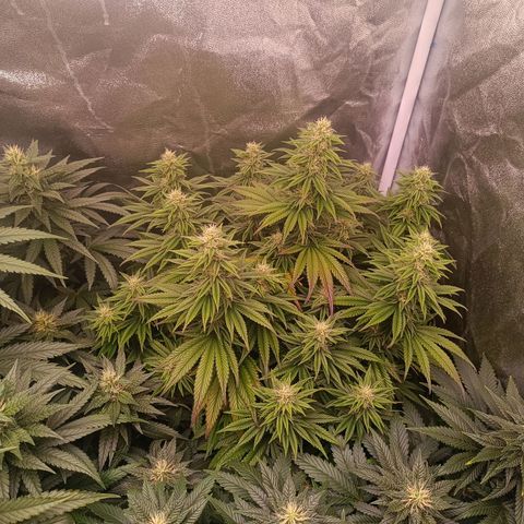Grow 1 #1 growlog timeline photo