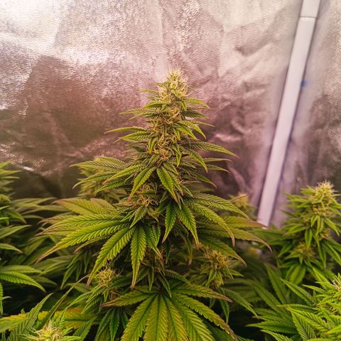 Grow 1 #1 growlog timeline photo