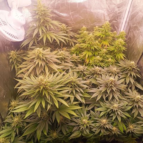 Grow 1 #1 growlog timeline photo