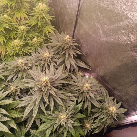 Grow 1 #1 growlog timeline photo