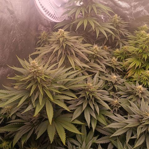 Grow 1 #1 growlog timeline photo