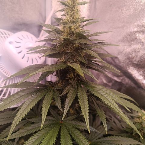 Grow 1 #1 growlog timeline photo