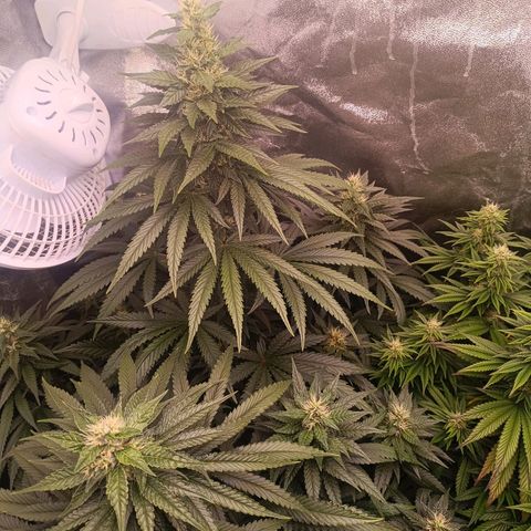 Grow 1 #1 growlog timeline photo