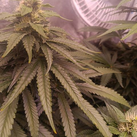 Grow 1 #1 growlog timeline photo