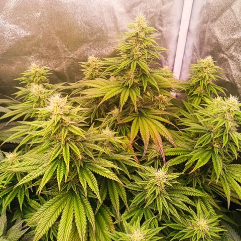 Grow 1 #1 growlog timeline photo