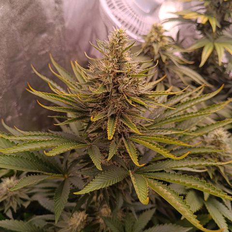 Grow 1 #1 growlog timeline photo