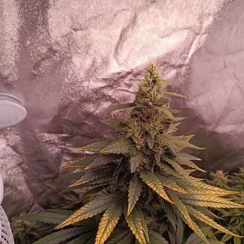 Grow 1 #1 growlog timeline photo