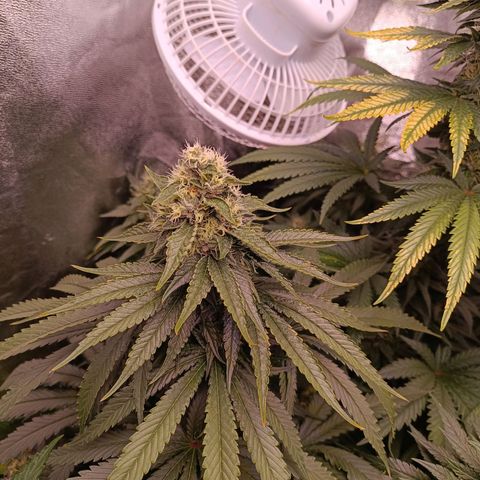 Grow 1 #1 growlog timeline photo