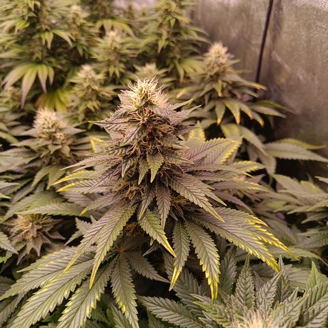 Grow 1 #1 growlog timeline photo