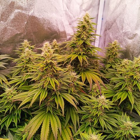 Grow 1 #1 growlog timeline photo