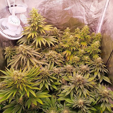 Grow 1 #1 growlog timeline photo