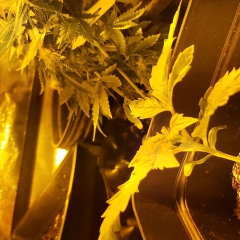 Bubble gum growlog photo: 2 semanas 