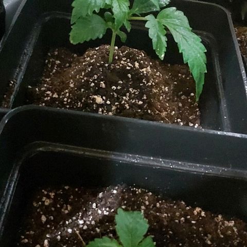 Bubble gum growlog photo: Fotos de hoy after repellent