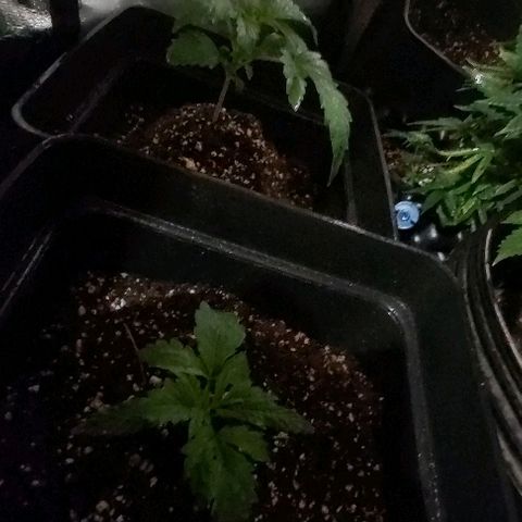 Bubble gum growlog photo: Fotos de hoy after repellent