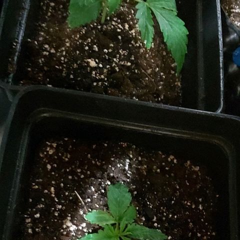 Bubble gum growlog photo: Fotos de hoy after repellent