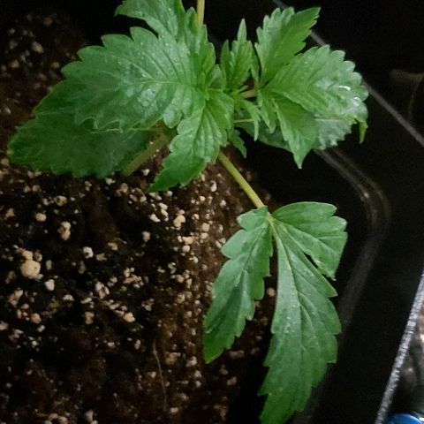 Bubble gum growlog photo: Fotos de hoy after repellent